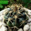 Gymnocalycium _marsoneri _ssp.marsoneri_ GC434.03_ 01